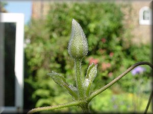 Clematis photograph