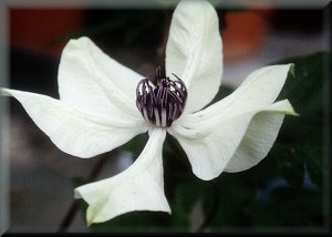 Clematis photograph