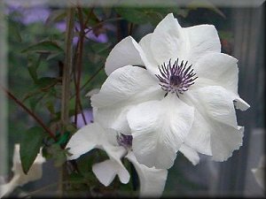 Clematis photograph