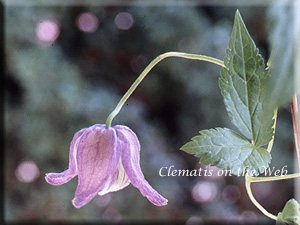 Clematis photograph