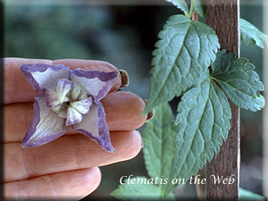 Clematis photograph