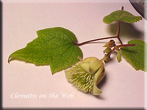 Clematis photograph