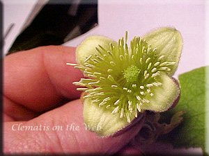 Clematis photograph