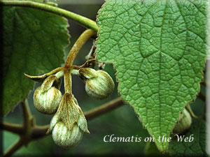 Clematis photograph