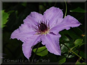 Clematis photograph