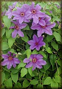 Clematis photograph