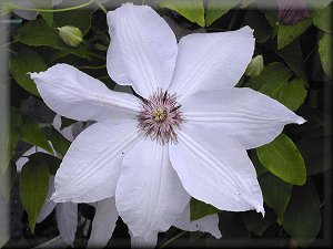 Clematis photograph