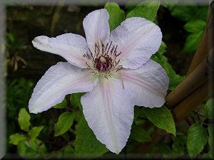 Clematis photograph