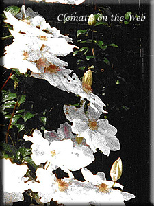 Clematis photograph