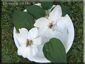 Clematis photograph