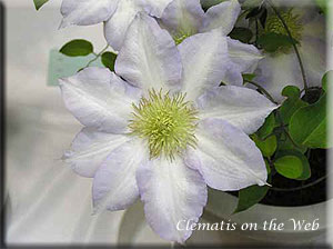 Clematis photograph