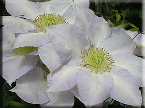 Clematis photograph