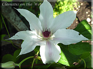 Clematis photograph