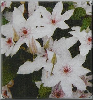 Clematis photograph