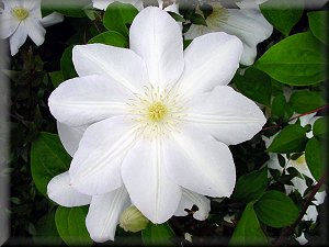 Clematis photograph