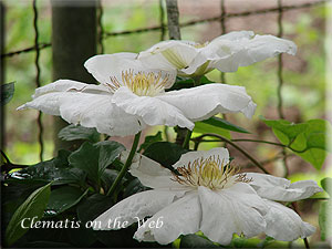 Clematis photograph