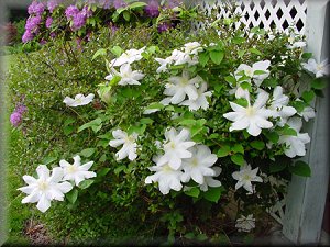 Clematis photograph