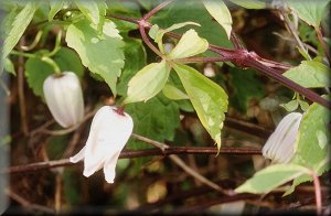 Clematis photograph