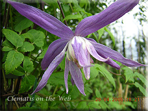 Clematis photograph