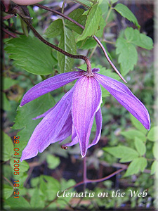 Clematis photograph