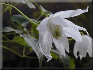 Clematis photograph