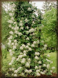 Clematis photograph