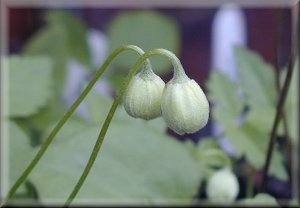 Clematis photograph