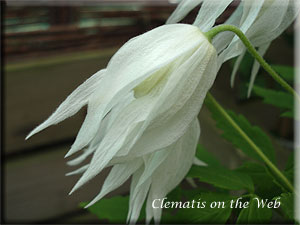 Clematis photograph