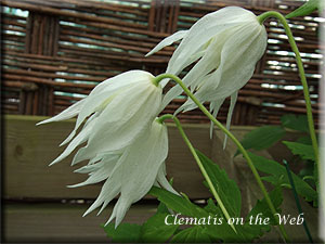 Clematis photograph