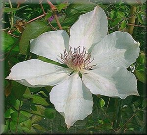 Clematis photograph