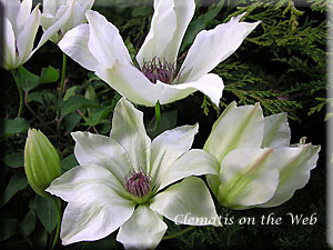 Clematis photograph