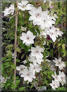 Clematis photograph