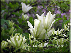 Clematis photograph