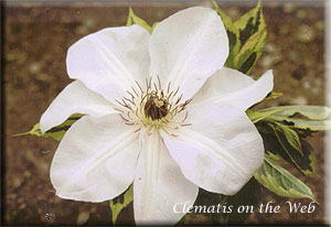 Clematis photograph