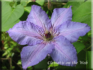 Clematis photograph