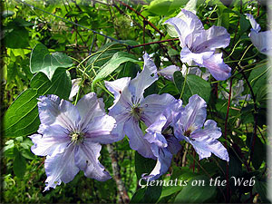 Clematis photograph