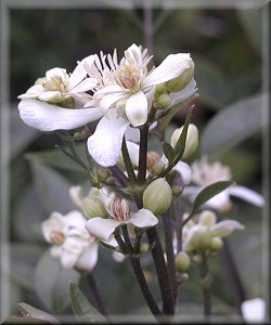 Clematis photograph