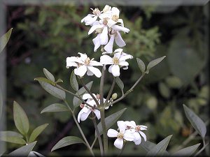 Clematis photograph