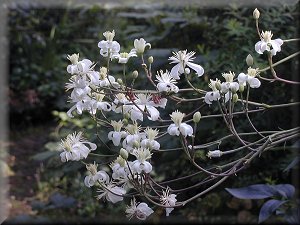 Clematis photograph