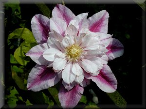 Clematis photograph