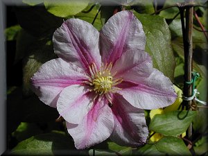 Clematis photograph