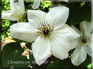 Clematis photograph