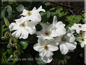 Clematis photograph