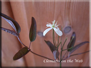 Clematis photograph