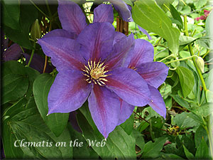 Clematis photograph