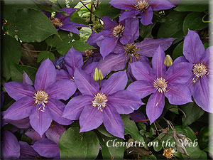 Clematis photograph