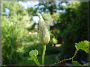 Clematis photograph