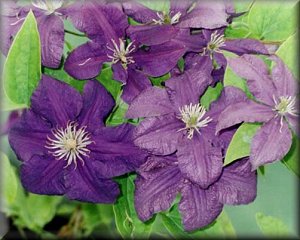 Clematis photograph