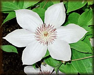 Clematis photograph