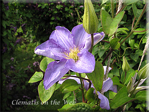 Clematis photograph